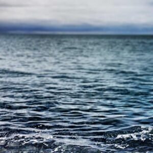 Wildflower Wallpaper #017