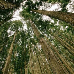 Desert Light Wallpaper #001