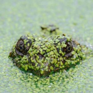 Mountain View Wallpaper #004