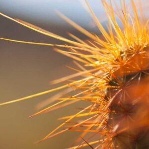 Mountain View Wallpaper #007