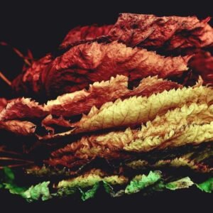 Forest Mist Wallpaper #012